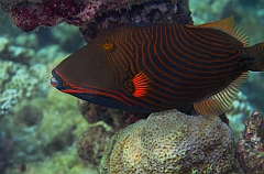 IMG_0515rf_Maldives_Madoogali_House reef_Baliste strie_Balistapus undulatus